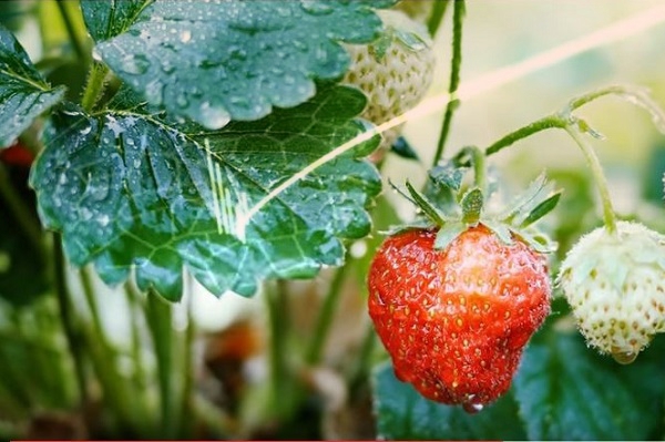 MINT erklärt uns die Welt - auch das Erdbeereis (Foto: Screenshot Video edeos).