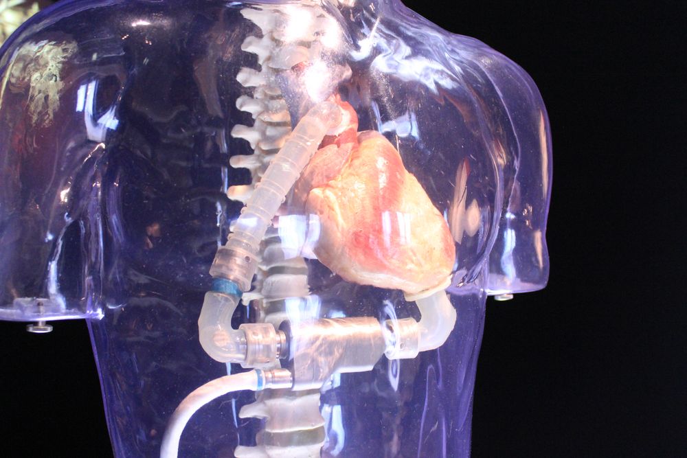 Ein transparenter Torso mit einer Herzpumpe (Foto: Martens).