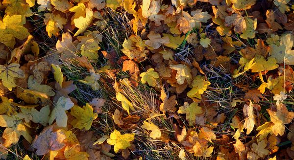 Beim ersten Frost fallen die Blätter ab. Wenn der Baum seine Blätter aber schon vorher verliert, kann er die Wunden am Stengel rechtzeitig schließen und sich so vor Krankheiten schützen. (Foto: ChemieBW)
