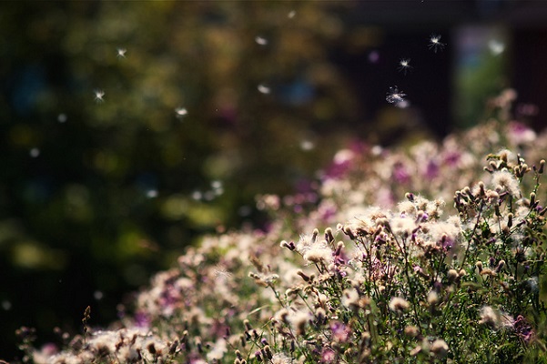 Pollen quälen Allergiker fast das ganze Jahr (Glueckstadt, flickr, CC BY-ND 2.0).