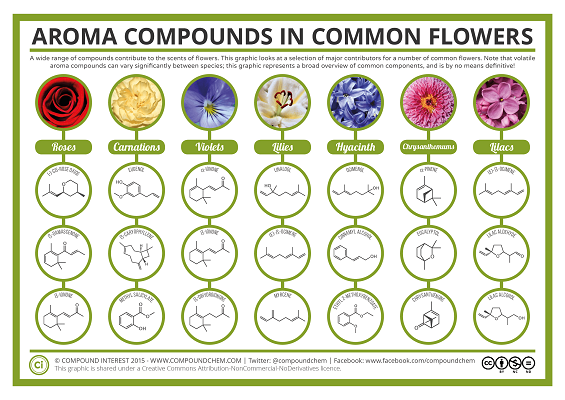 Die Infografik von Compound Interest erklärt, welche Aromen diese Pflanzen ausströmen - also welcher Chemie-Cocktail hinter ihrem Duft steckt (CC BB ND ND).